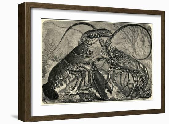 Engraving of Lobster and Spring Lobster-null-Framed Giclee Print