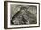 Engraving of Lobster and Spring Lobster-null-Framed Giclee Print