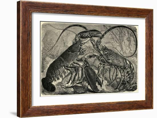 Engraving of Lobster and Spring Lobster-null-Framed Giclee Print