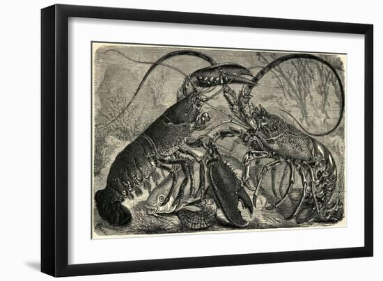 Engraving of Lobster and Spring Lobster-null-Framed Giclee Print