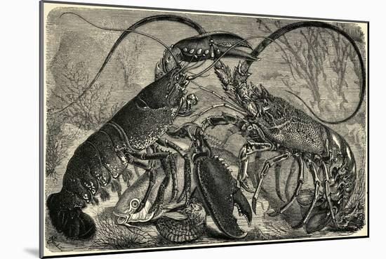 Engraving of Lobster and Spring Lobster-null-Mounted Giclee Print