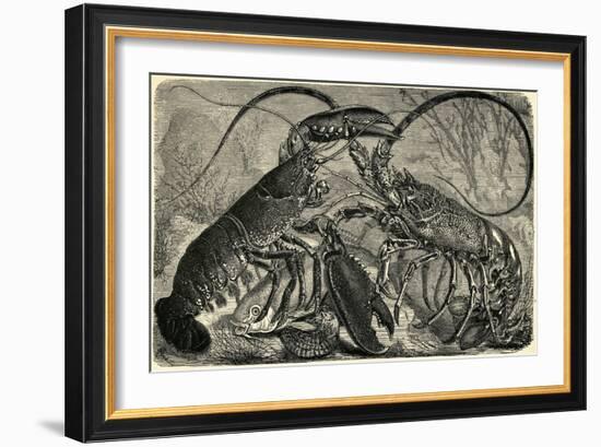 Engraving of Lobster and Spring Lobster-null-Framed Giclee Print