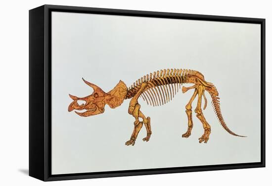 Enhanced Image of a Triceratops Dinosaur Skeleton-Mehau Kulyk-Framed Premier Image Canvas