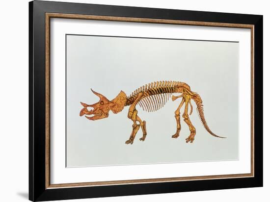 Enhanced Image of a Triceratops Dinosaur Skeleton-Mehau Kulyk-Framed Photographic Print