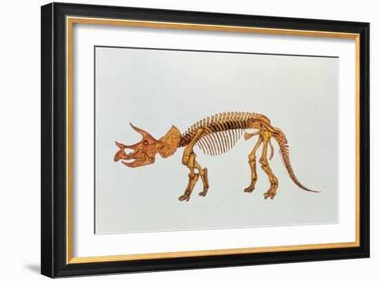 Enhanced Image of a Triceratops Dinosaur Skeleton-Mehau Kulyk-Framed Photographic Print