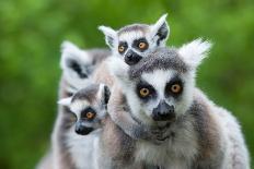 Ring-Tailed Lemur with Her Cute Babies-Enjoylife2-Framed Premier Image Canvas