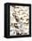 Enokitake Mushrooms-Ming Tang-evans-Framed Premier Image Canvas