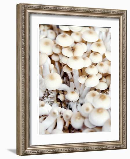 Enokitake Mushrooms-Ming Tang-evans-Framed Photographic Print