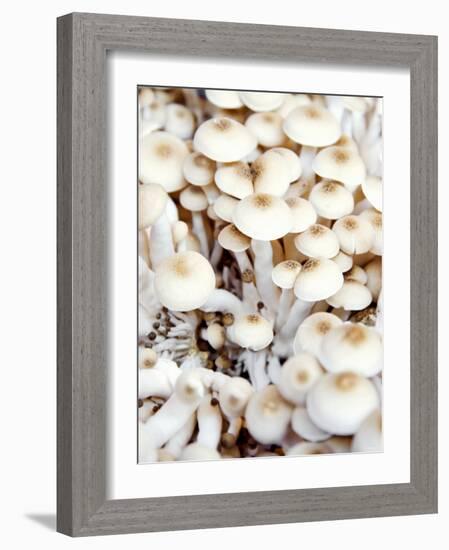 Enokitake Mushrooms-Ming Tang-evans-Framed Photographic Print