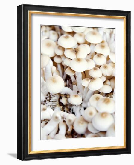 Enokitake Mushrooms-Ming Tang-evans-Framed Photographic Print