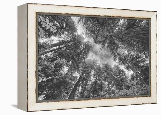 Enraptured by Trees, Redwood Coast California-Vincent James-Framed Premier Image Canvas