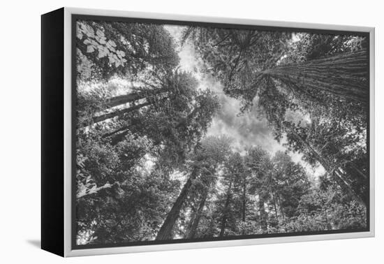 Enraptured by Trees, Redwood Coast California-Vincent James-Framed Premier Image Canvas