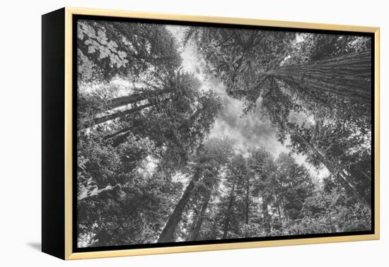 Enraptured by Trees, Redwood Coast California-Vincent James-Framed Premier Image Canvas