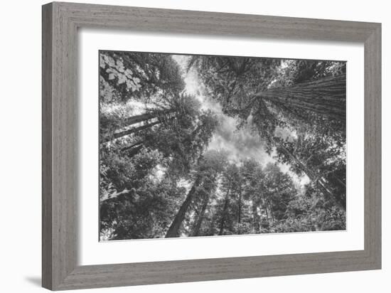 Enraptured by Trees, Redwood Coast California-Vincent James-Framed Photographic Print