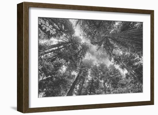 Enraptured by Trees, Redwood Coast California-Vincent James-Framed Photographic Print