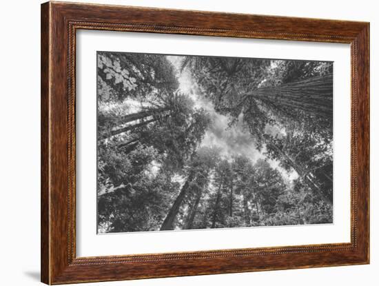 Enraptured by Trees, Redwood Coast California-Vincent James-Framed Photographic Print