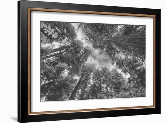 Enraptured by Trees, Redwood Coast California-Vincent James-Framed Photographic Print