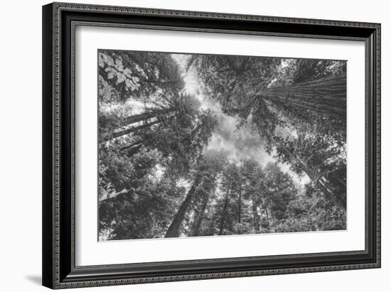 Enraptured by Trees, Redwood Coast California-Vincent James-Framed Photographic Print