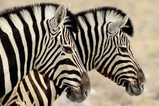Burchell'S Zebras (Equus Quagga Burchellii) Standing Side By Side. Etosha Np, Namibia-Enrique Lopez-Tapia-Photographic Print