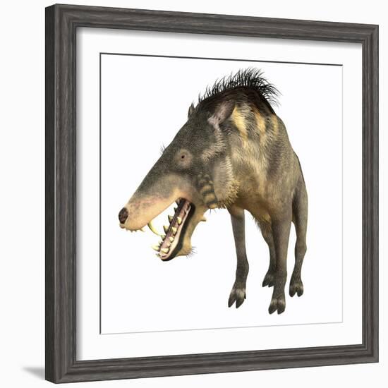 Entelodon, White Background-Stocktrek Images-Framed Art Print