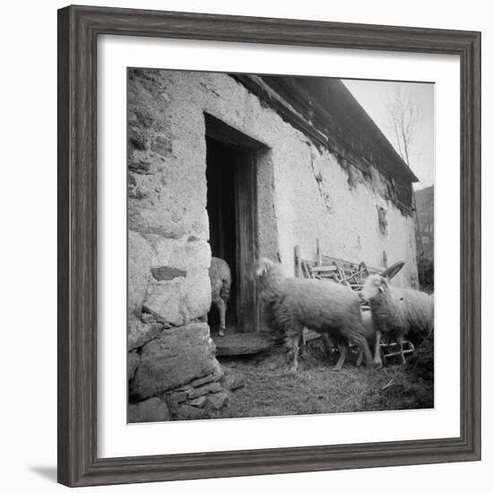 Enter the Flock to the Fold Loncamp. East Elevation-null-Framed Giclee Print