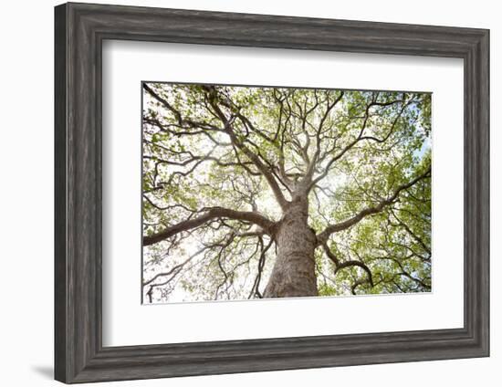 Enticing Oak-Michael Hudson-Framed Art Print