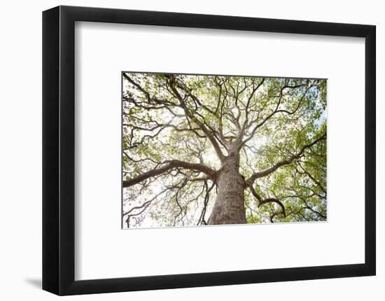 Enticing Oak-Michael Hudson-Framed Art Print