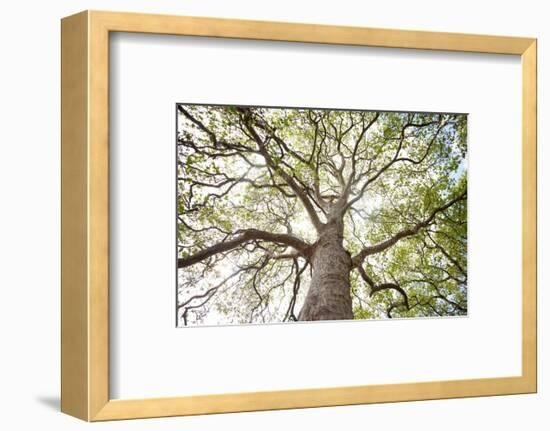 Enticing Oak-Michael Hudson-Framed Art Print