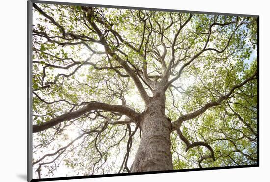 Enticing Oak-Michael Hudson-Mounted Art Print