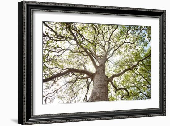 Enticing Oak-Michael Hudson-Framed Art Print