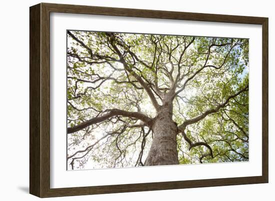 Enticing Oak-Michael Hudson-Framed Art Print