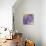 Enticing Wisteria-Jai Johnson-Giclee Print displayed on a wall