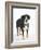 Entlebucher Mountain Dog Standing-Petra Wegner-Framed Photographic Print