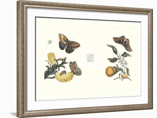 Entomology II-null-Framed Art Print