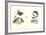 Entomology II-null-Framed Art Print