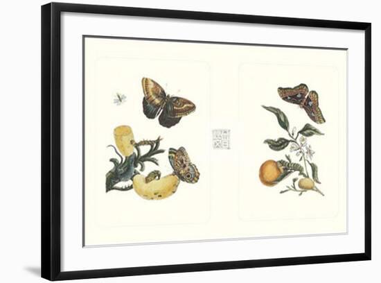 Entomology II-null-Framed Art Print