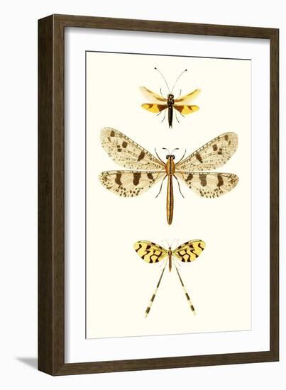 Entomology Series I-Blanchard-Framed Art Print