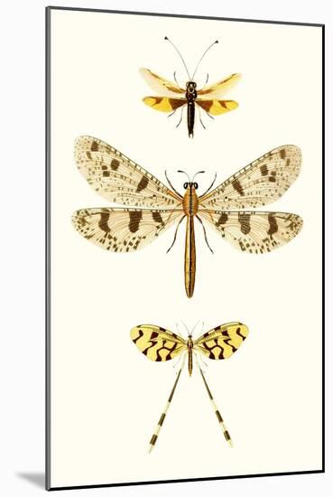 Entomology Series I-Blanchard-Mounted Art Print