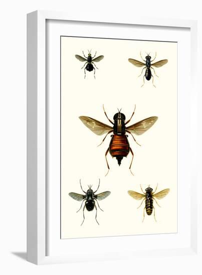 Entomology Series III-Blanchard-Framed Art Print