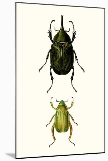 Entomology Series IV-Blanchard-Mounted Art Print