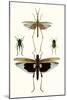 Entomology Series VI-Blanchard-Mounted Art Print