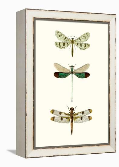 Entomology Series VII-Blanchard-Framed Stretched Canvas