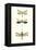 Entomology Series VII-Blanchard-Framed Stretched Canvas