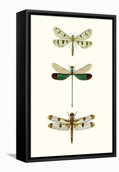 Entomology Series VII-Blanchard-Framed Stretched Canvas