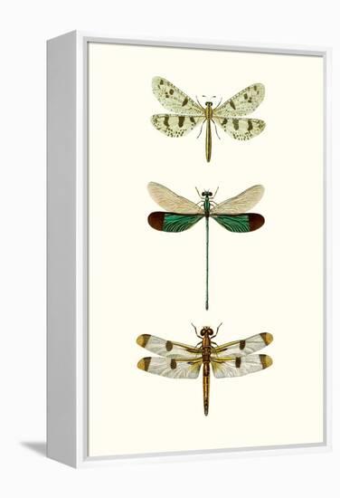 Entomology Series VII-Blanchard-Framed Stretched Canvas