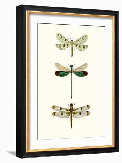 Entomology Series VII-Blanchard-Framed Art Print