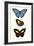 Entomology Series VIII-Blanchard-Framed Art Print