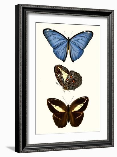 Entomology Series VIII-Blanchard-Framed Art Print