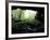 Entrance to Russell Cave National Monument, Alabama, USA-William Sutton-Framed Photographic Print