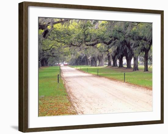 Entryway Lined with Live Oaks and Spanish Moss, Boone Hall Plantation, South Carolina, USA-Julie Eggers-Framed Photographic Print